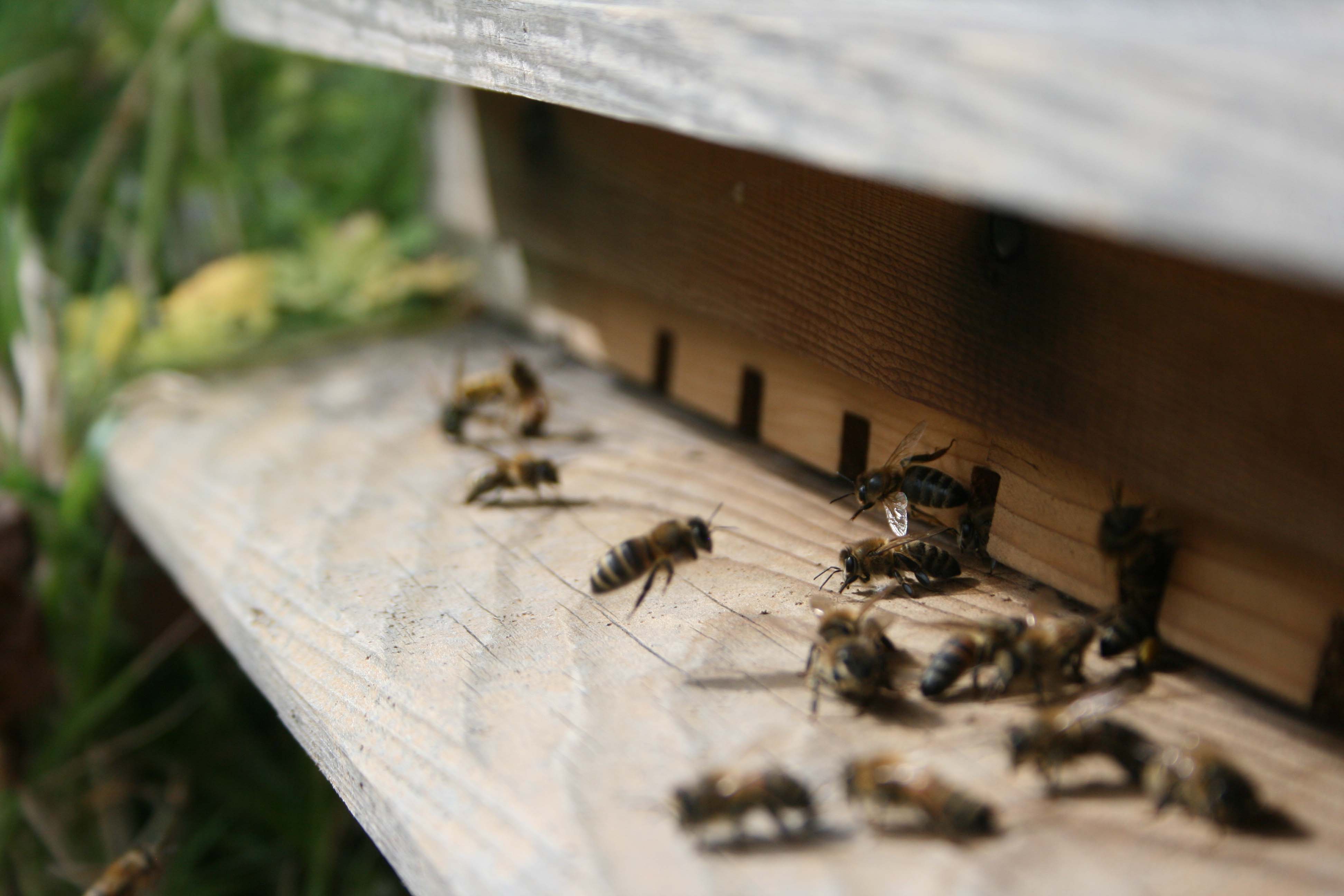 wasps-attacking-bees 011a_0.jpg